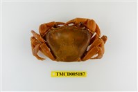 藏品(拉氏清溪蟹)的圖片